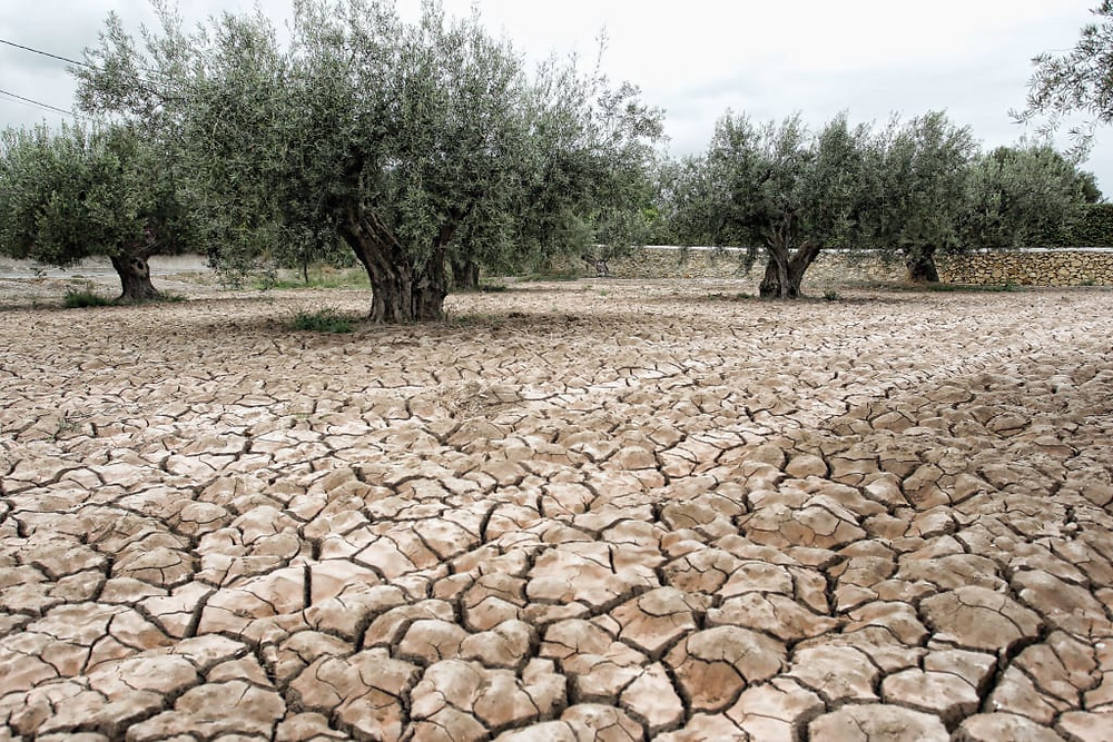 Hạn hán kéo dài gây ra thách thức cho các vườn cây olive ở Italy và Tây Ban Nha - Ảnh: Andrea Zanon