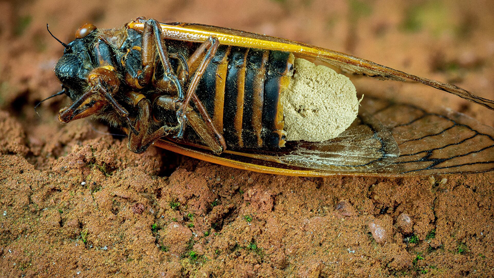 Nấm Massospora cicadina ký sinh và thay thế dần đốt cuối ở bụng ve sầu - Ảnh: Gerry Bishop