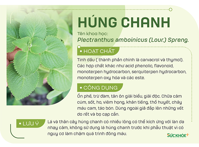 Lá húng chanh ăn sống trong một số món ăn, dùng làm tinh dầu, có thể dùng dưới dạng giã đắp vết thương