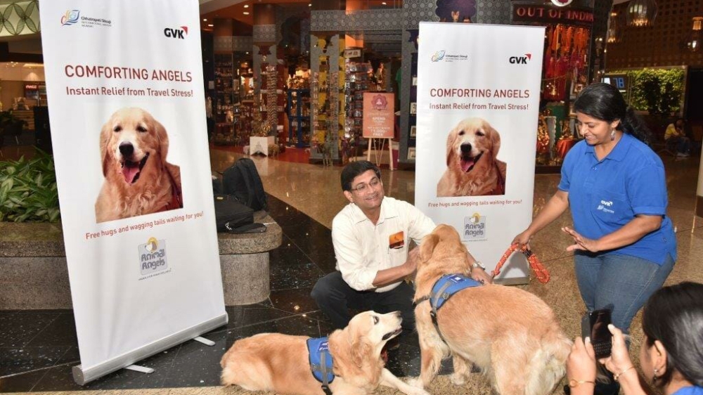 Hai chú chó giống Golden Retriever thân thiện, mang lại sự thoải mái cho hành khách tại Sân bay Mumbai, Ấn Độ - Ảnh: Mumbai Airport