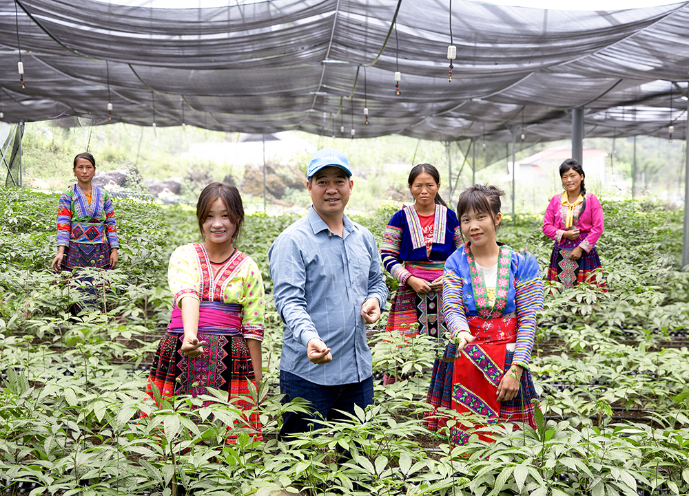 Vườn sâm Việt Nam của Dược phẩm Thái Minh tạo sinh kế cho bà con dân tộc thiểu số tại Sìn Hồ, Lai Châu