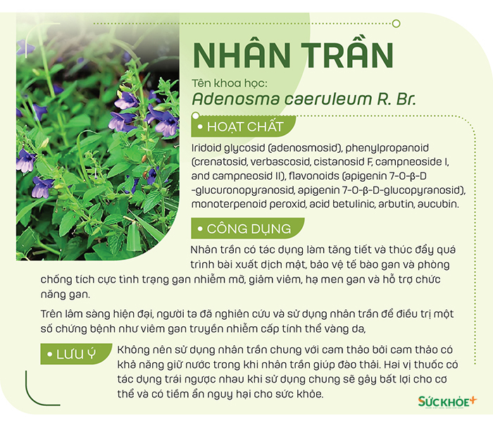 Nhân trần thường được phơi khô, sắc nước uống