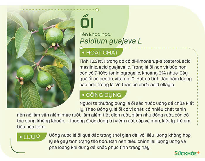 Bạn có thể dùng lá ổi sắc lấy nước uống hoặc hãm trà để vừa tạo vị thơm vừa có tác dụng phòng, chữa trị kiết lỵ