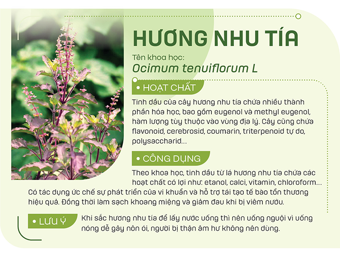 Hương nhu tía có thể dùng dưới dạng thuốc sắc (khô hoặc tươi), nấu nước xông, giúp giảm đau, kháng viêm