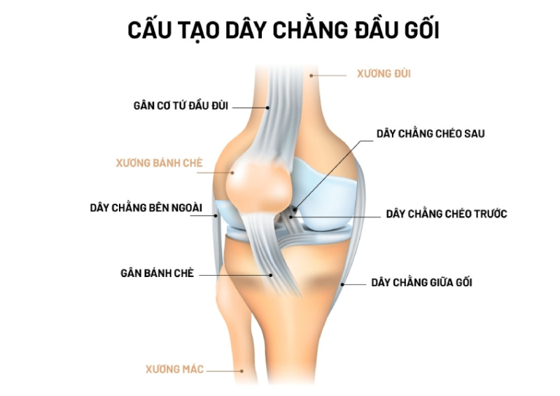 Cả 4 loại dây chằng trên đều có nguy cơ đứt khi bị tổn thương. Tuy nhiên theo các chuyên gia, đứt dây chằng chéo trước là tình trạng phổ biến nhất so với ba loại còn lại. - Ảnh: Bệnh viện Bãi Cháy.