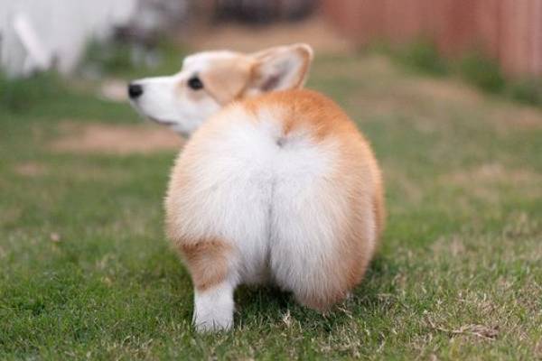 Với vòng 3 siêu quyến rũ, Corgi có khả năng đốn tim các sen ngay từ cái nhìn đầu tiên.