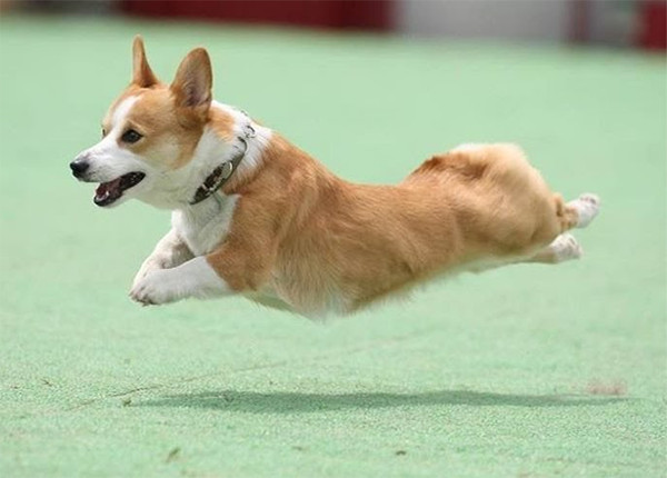 Corgi trong quá trình huấn luyện có dáng vẻ vừa hài hước, vừa đáng yêu