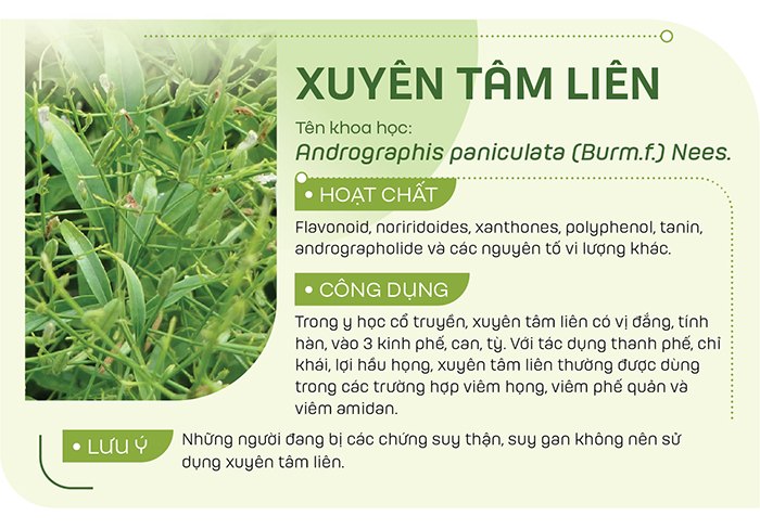 Xuyên tâm liên có thể dùng dưới dạng thuốc sắc, ngoài ra bạn có thể giã, đắp vết thương cũng rất tốt