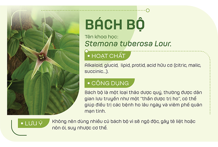 Để hỗ trợ điều trị viêm phế quản, bách bộ tán thành bột trộn với mật ong rồi đem hấp cách thủy, sấy khô, rồi pha với nước ấm dùng dần