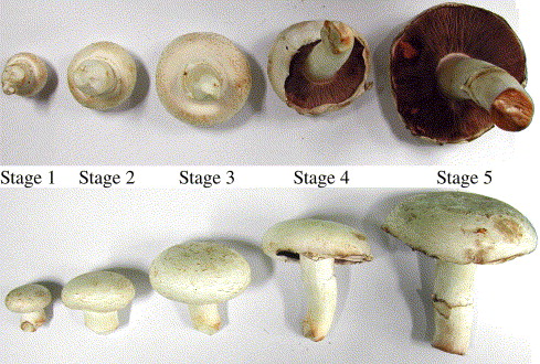 Các giai đoạn phát triển của nấm mỡ