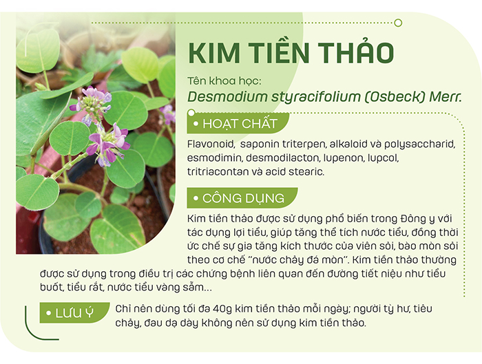 Kim tiền thảo có thể để tươi hoặc phơi khô sắc nước uống