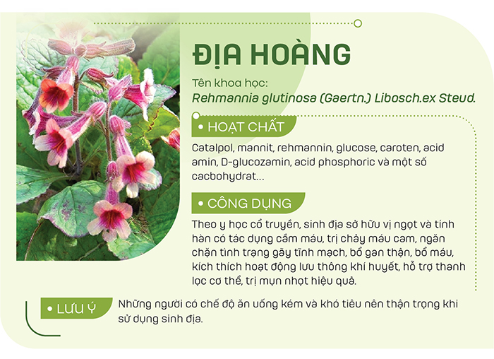 Địa hoàng có tên thường gọi là sinh địa. Bạn có thể giã sau đó đắp lên vết thương để cầm máu