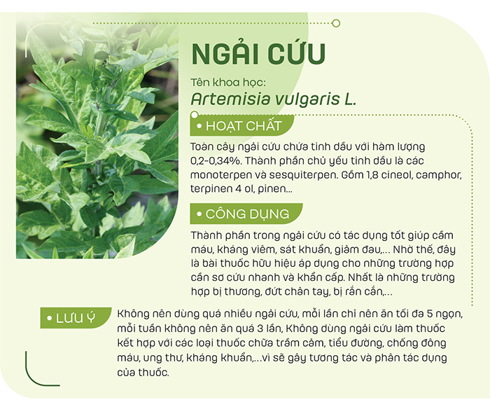 Rửa sạch một nắm lá ngải cứu rồi đem giã nát, sau đó đắp hỗn hợp này trực tiếp lên vết thương để cầm máu và giảm đau hiệu quả