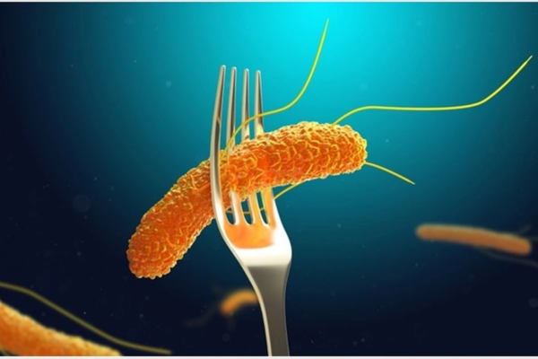 Khuẩn Salmonella là nguyên nhân dẫn tới nhiều vụ ngộ độc thực phẩm ở người trong thời gian gần đây