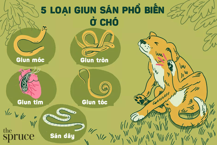 Các loại giun sán phổ biến ở cún cưng - Ảnh: The Spruce/Azpet