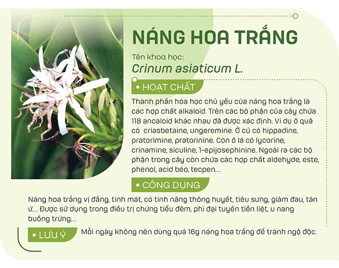 Náng hoa trắng có thể lấy lá tươi ngâm rượu hoặc sắc nước uống