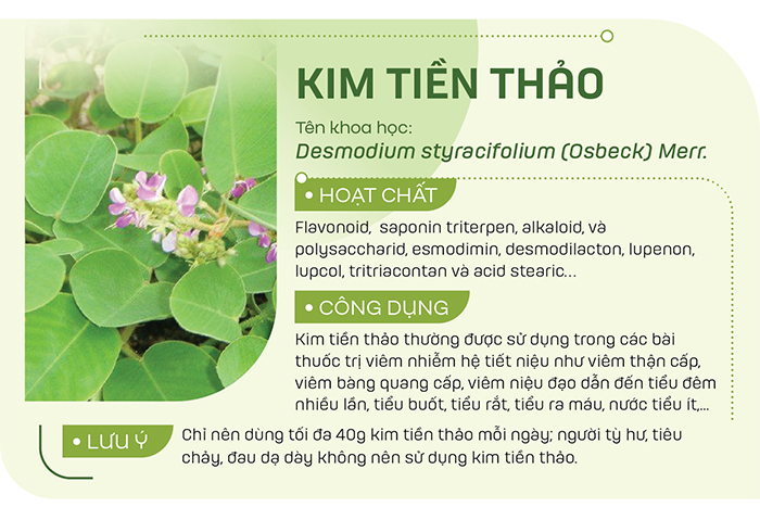 Có thể dùng lá kim tiền thảo sắc nước uống mỗi ngày