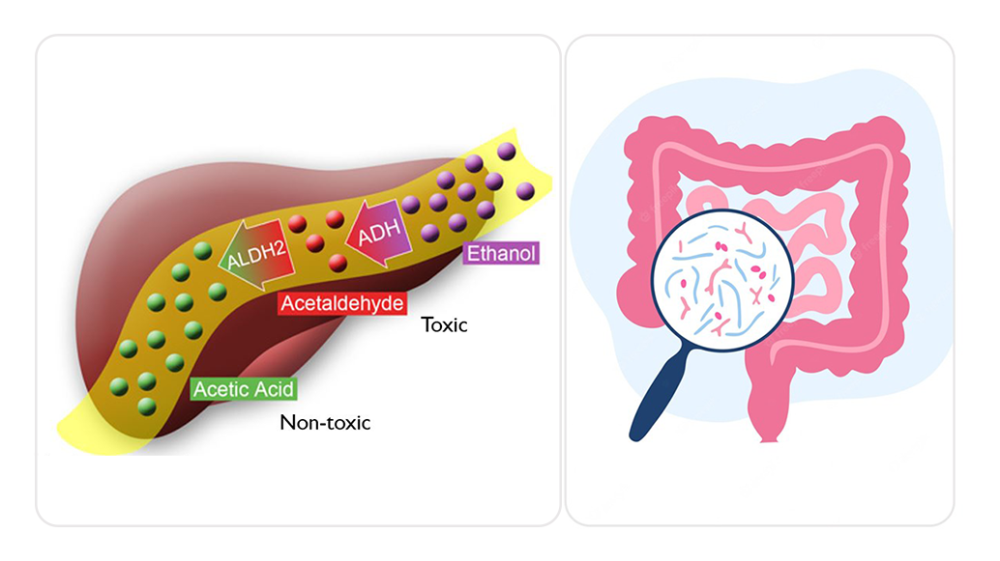 Cồn trong rượu bia được chuyển hóa chủ yếu tại gan, do đó, bổ sung probiotic cho đường tiêu hóa chưa chắc có thể giảm tích tụ acetaldehyde hiệu quả