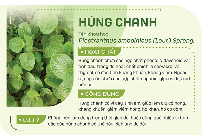 Húng chanh thường được dùng dưới dạng sắc uống hoặc hấp với đường phèn để trị viêm họng