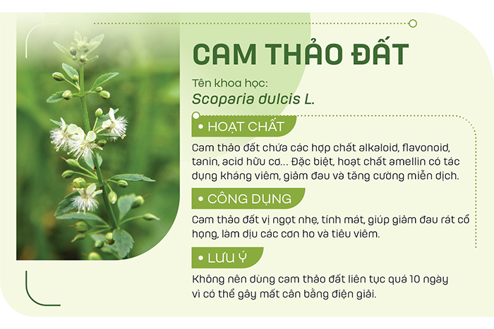 Cam thảo đất thường được sử dụng để sắc uống hoặc nấu cùng các loại thuốc trị viêm họng