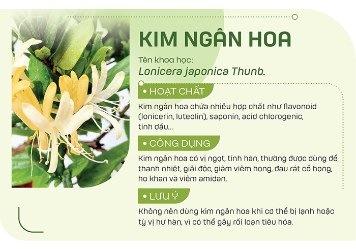 Có thể sử dụng kim ngân hoa dưới dạng sắc nước uống