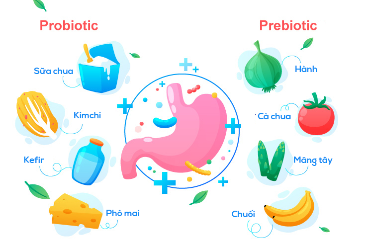 Cả probiotic và prebiotic đều có những tác động tích cực đối với sức khỏe xương