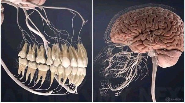 Răng miệng và não bộ có mối liên hệ chặt chẽ.