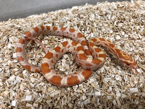 Rắn ngô có tên gọi tiếng anh là Corn Snake. Đây là loài rắn cảnh được nhiều người nuôi nhất tại Việt Nam hiện nay.