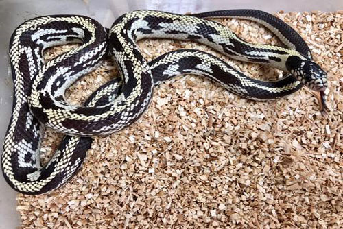 Răn vua hay còn có tên gọi khác là rắn chúa và rắn Mexican Black Kingsnake. Đây là loài rắn cảnh không có nọc độc có nguồn gốc từ Mexico