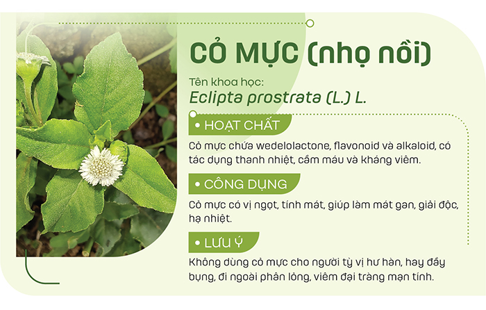 Cỏ mực thường được dùng dưới dạng sắc nước uống giúp hạ nhiệt