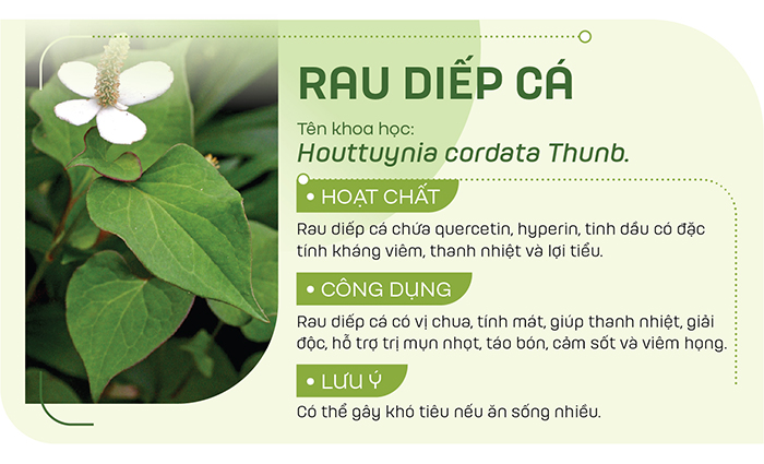 Rau diếp cá thường dùng ăn sống, xay nước uống hoặc sắc nước giúp thanh nhiệt, giải độc, giảm mụn nhọt