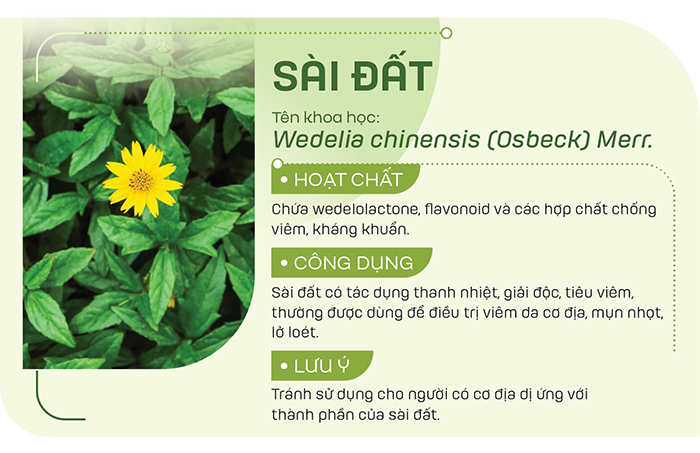 Có thể sử dụng sài đất tươi giã nát đắp lên vùng da bị viêm hoặc nấu nước tắm