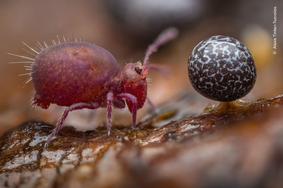 Hình ảnh phóng đại một con bọ đuôi bật (springtail) trước khoảnh khắc chuẩn bị nhảy khỏi cành cây được nhiếp ảnh gia Alexis Tinker-Tsavalas ghi lại được. Ảnh ở hạng mục nhiếp ảnh gia nhí từ 15 -17 tuổi.