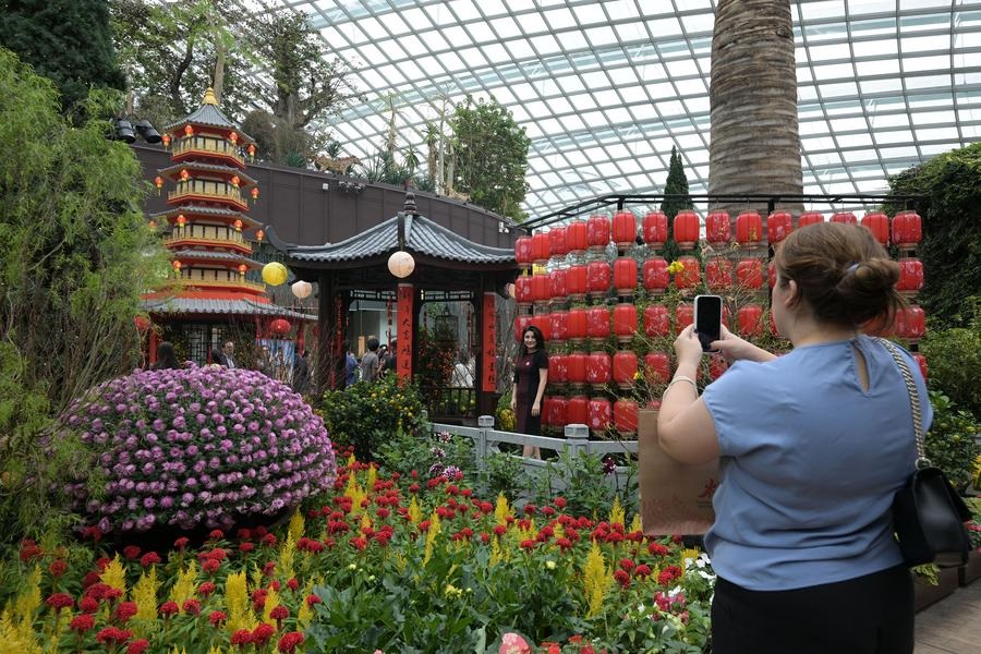 Một du khách chụp ảnh tại triển lãm hoa Tết Nguyên đán Hoa mùa Xuân được tổ chức tại Flower Dome của Gardens by the Bay, Singapore để chào mừng năm mới sắp đến - Ảnh: Xinhua/Then Chih Wey