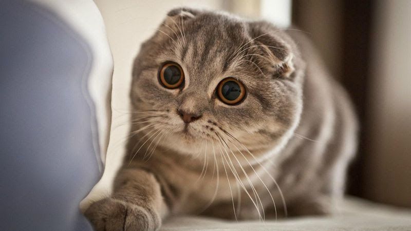 Mèo Scottish Fold là giống mèo lông ngắn, tai cụp đáng yêu và vô cùng thông minh, năng động.