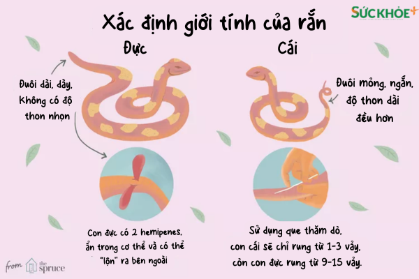 Cách xác định giới tính của rắn