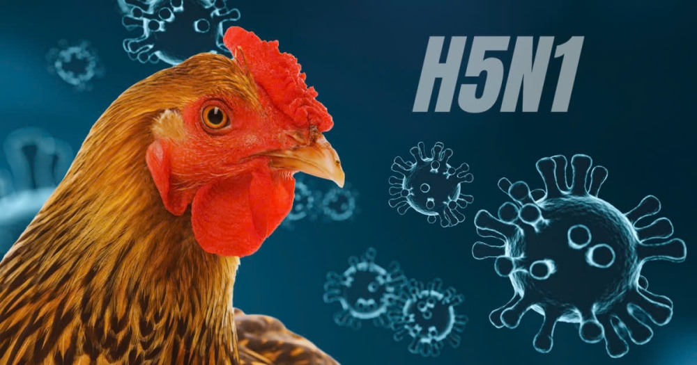 Virus cúm H5N1 từ gia cầm là mối nguy hại đến sức khỏe trên toàn cầu