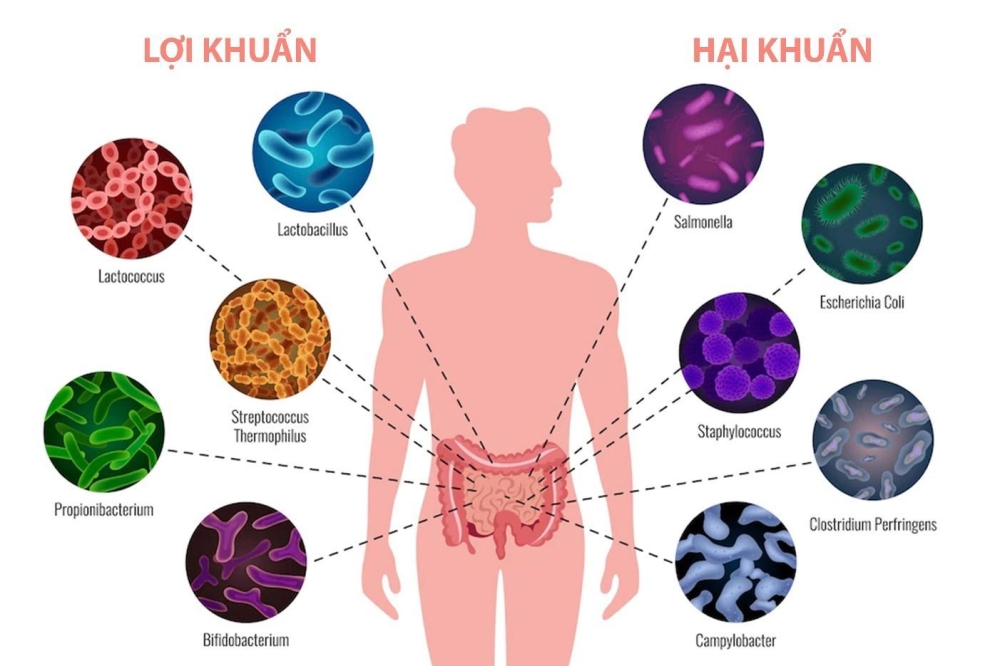 Hệ vi sinh vật đường ruột là một tập hợp nhiều vi khuẩn trong đó có 2 loại chính là lợi khuẩn và hại khuẩn.