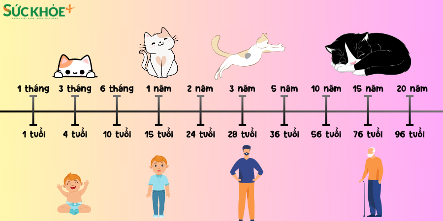 Biểu đồ tuổi của mèo tương ứng với các giai đoạn phát triển của người