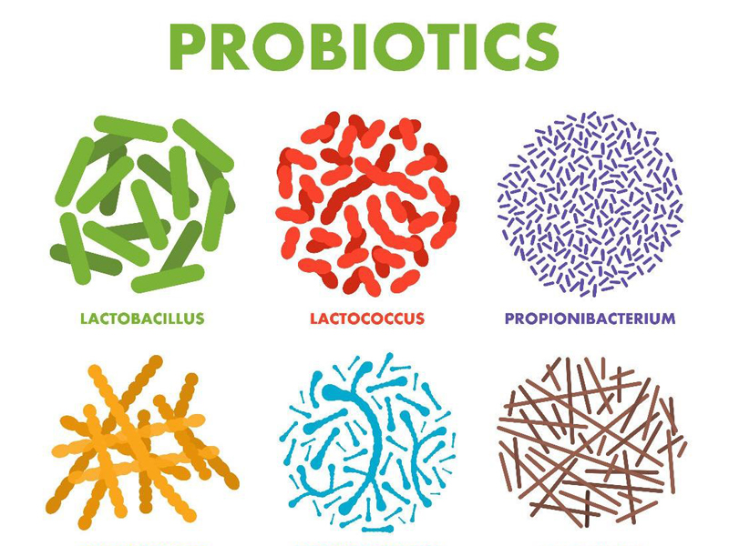 Một số chủng probiotics phổ biến