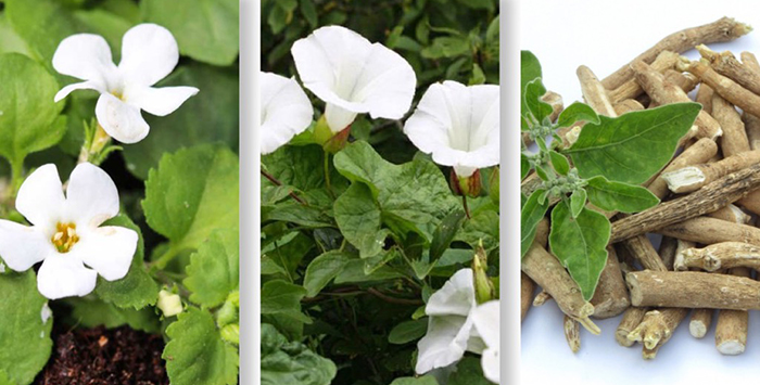 Brahmi, Shankhpushpi, Ashwagandha - 3 loại thảo dược tốt cho trí não