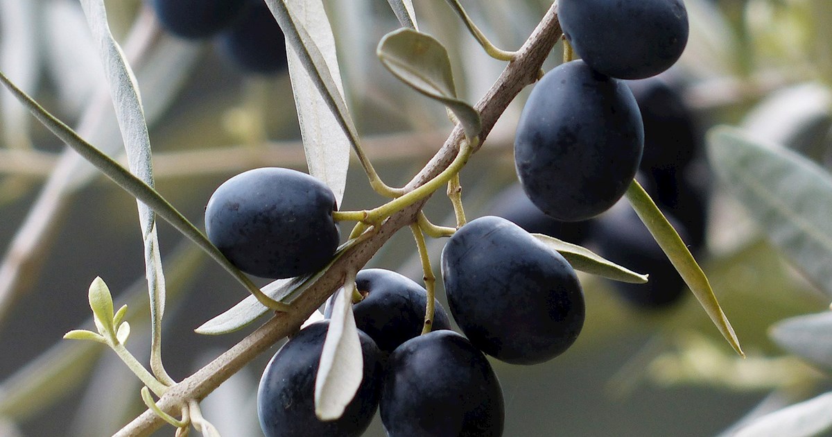 Olive đen cải thiện tình trạng kháng insulin hiệu quả