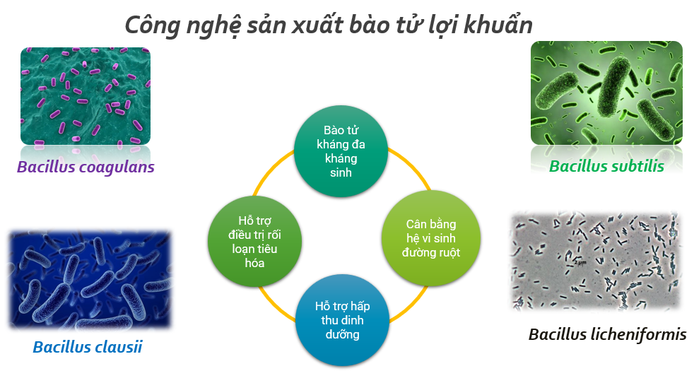VIDS nghiên cứu và sản xuất bào tử lợi khuẩn với độ ổn định cao trong điều kiện thời tiết nóng ẩm của Việt Nam