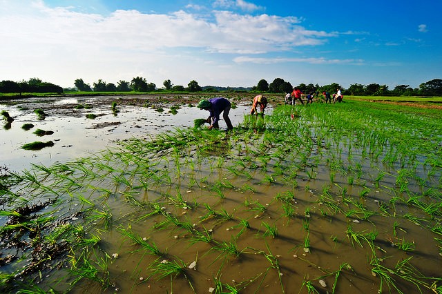 Trồng lúa trong điều kiện ngập nước dài hạn tạo điều kiện cho arsen dễ vận chuyển vào cây lúa, tích tụ trong hạt gạo