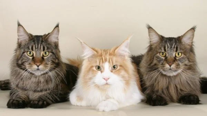 Những chú mèo lông dài như Maine Coon hoặc già, lông xơ sẽ thường xảy ra hiện tượng tĩnh điện