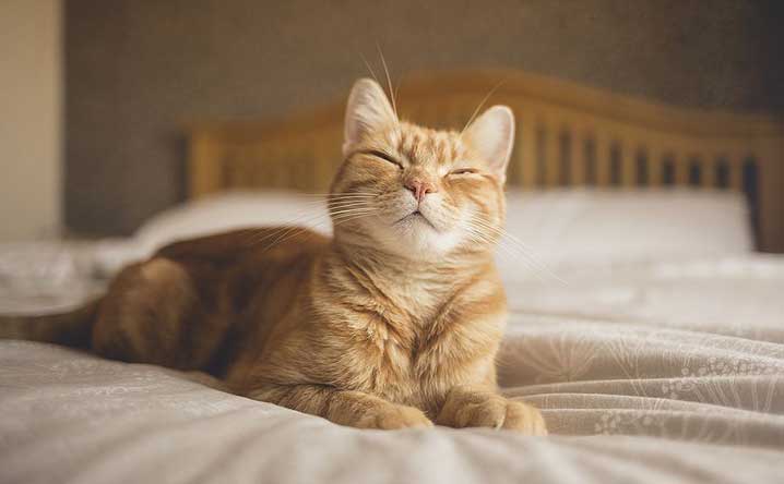 Nhào bột là một loại ngôn ngữ cơ thể, thể hiện rằng mèo cưng đang cảm thấy thoải mái, vui vẻ.