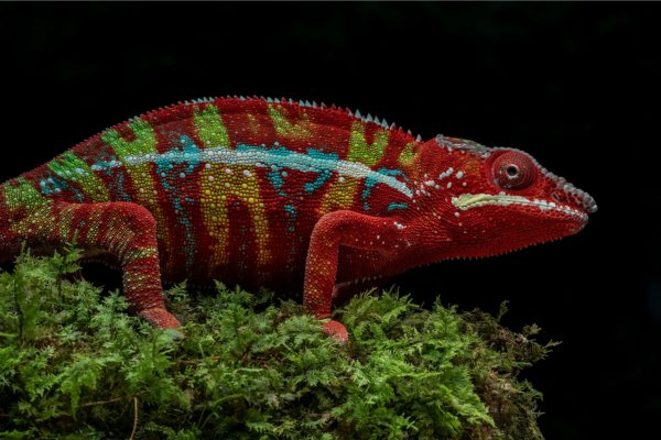 Panther Chameleon là một trong những loài tắc kè phổ biến tại Việt Nam.