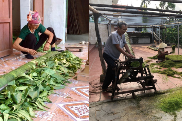 Thuốc lào sau khi thu hoạch sẽ được tạo thành cuộn và thái sợi - Ảnh: Báo Tin tức.