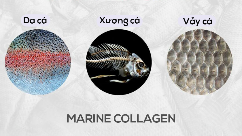 Collagen từ cá được chiết xuất từ da, xương và vảy cá, chứa nhiều collagen loại I