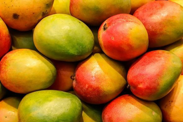 9 loại thực phẩm bổ dưỡng dành cho chim cảnh - Ảnh 2